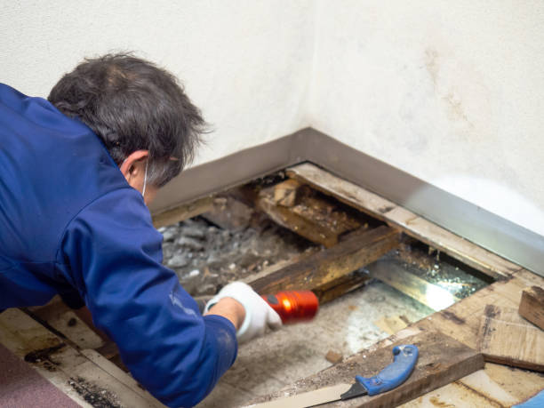 Best Bathroom Mold Remediation in The Pinehills, MA