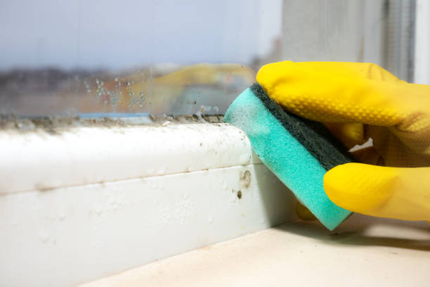 Best Industrial Mold Remediation in The Pinehills, MA