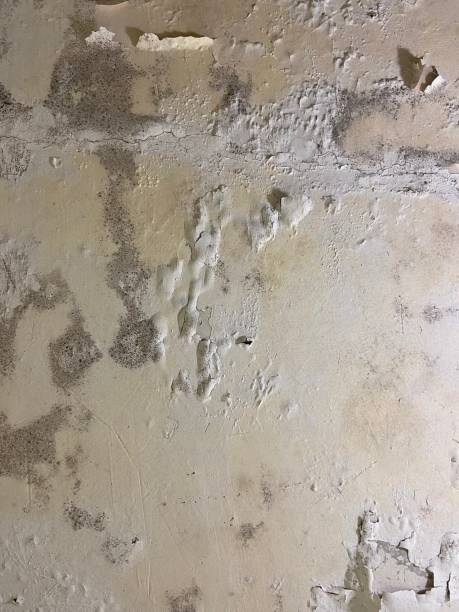 Best Emergency Mold Remediation in The Pinehills, MA