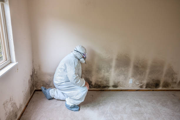 Best Mold Remediation for Specific Building Types in The Pinehills, MA