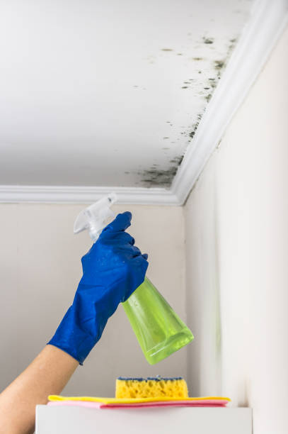 Best Post-Remediation Services in The Pinehills, MA