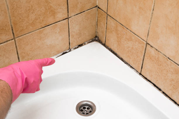 Best Residential Mold Remediation in The Pinehills, MA
